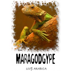 КОФЕ СВЕЖЕЙ ОБЖАРКИ МЕКСИКА МАРАГОДЖИП 250 гр